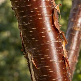 Cerisier du tibet (Prunus yedoensis) — gros plan sur écorce lisse et brillante · Photo d'illustration