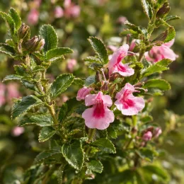 Sauge arbustive rose 'Icing sugar' (Salvia microphylla) — gros plan sur petites fleurs roses bicolores