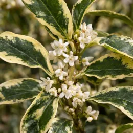 Osmanthus 'Variegatus' (Osmanthus heterophyllus) — petites fleurs blanches parmi feuillage panaché vert crème