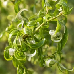 Saule de napoléon 'Crispa' (Salix matsudana) — gros plan sur feuilles vertes très frisées · Photo d'illustration