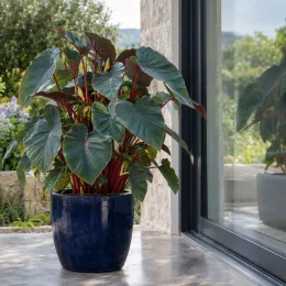 Oreille d'éléphant géante couleur verte 'Hawaiian punch' (Colocasia esculenta) — grand feuillage vert à tiges rouges en pot · Photo d'illustration