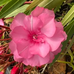 Laurier rose 'Splendens gigantea' (Nerium oleander) — gros plan sur une grande fleur rose