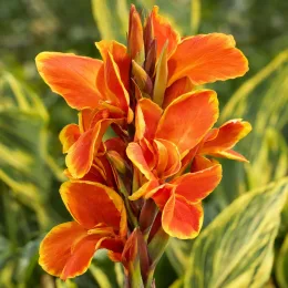 Canna — grappes de grandes fleurs orange bordées de jaune · Photo d'illustration