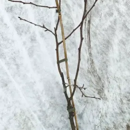Poirier 'Beurre diel' (Pyrus communis) — jeune arbuste nu attaché à un tuteur · Pot 6L