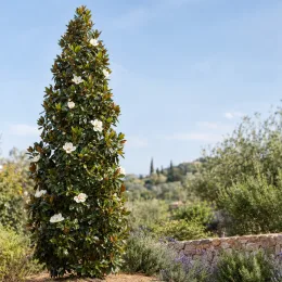 Magnolia à fleurs pourpres 'Purpan' (Magnolia grandiflora) — arbre étroit couvert de grandes fleurs blanches