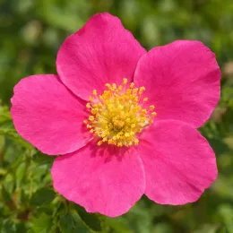 Potentille 'Bellissima' (Potentilla fruticosa) — fleur rose vif à cœur jaune, gros plan · Photo d'illustration