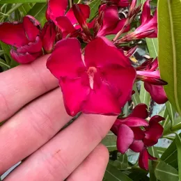 Laurier rose 'Emile Sahut' (Nerium oleander) — photo 4