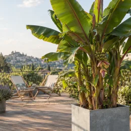 Bananier japonais (Musa himalayensis) — grand plant luxuriant en bac sur terrasse · Photo d'illustration