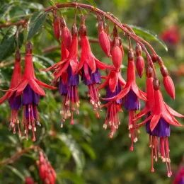 Fushia (Fuchsia hatschbachii) — grappes de fleurs pendantes rouges et violettes · Photo d'illustration