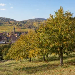 Châtaignier 'Ederra' (Castanea sativa) — alignement d'arbres sur pente herbeuse près d’un village · Photo d'illustration