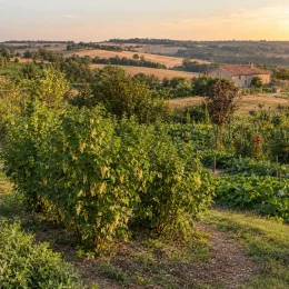 Groseillier à grappes 'Cerise blanche' (Ribes rubrum) — buisson fruitier au milieu d’un potager · Photo d'illustration