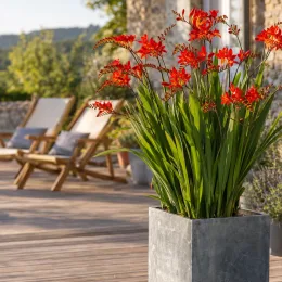Montbrétia (Crocosmia lucifer) — plante fleurie en pot sur terrasse ensoleillée · Photo d'illustration