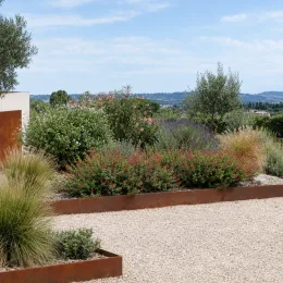 Sauge de graham 'Lemonei' (Salvia microphylla) — massif arbustif fleuri dans jardin méditerranéen · Photo d'illustration