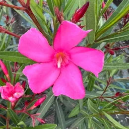 Laurier rose 'Maurin des maures' (Nerium oleander) — gros plan sur fleur rose et boutons