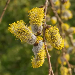 Saule 'Pendula' (Salix caprea) — chatons jaunes duveteux sur rameau au printemps