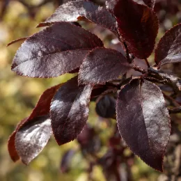 Prunier myrobolan 'Pissardii nigra' (Prunus cerasifera) — gros plan de feuilles ovales pourpres brillantes