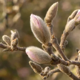 Magnolia étoilé 'Rosea' (Magnolia stellata) — bourgeons floraux duveteux rosés sur branche