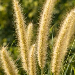 Herbe aux écouvillons 'Queue d'or' (Pennisetum macrourum) — gros plan sur épis plumeux de graminée · Photo d'illustration