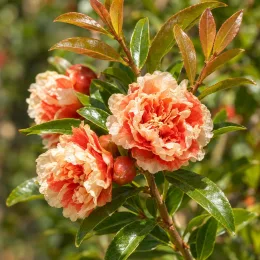 Grenadier à fleurs 'California sunset' (Punica granatum) — gros plan sur fleurs doubles bicolores et boutons