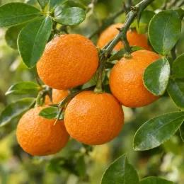 Citroncirus 'Sunki' (Citroncirus trifoliata) — gros plan de petits agrumes orange sur branche