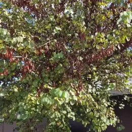 Arbre de Judée (Cercis siliquastrum) — grand arbre au feuillage vert et gousses brunes pendantes · Pot 6L