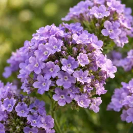 Verveine 'Polaris' (Verbena rigida) — gros plan sur une grappe de petites fleurs mauves