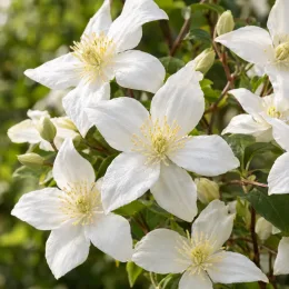 Clématite des montagnes 'Grandiflora' (Clematis montana) — grappes de fleurs blanches étoilées en gros plan · Photo d'illustration