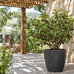 Griottier nain 'Jewel' (Prunus) — arbuste fruitier en pot sur terrasse ensoleillée · Photo d'illustration