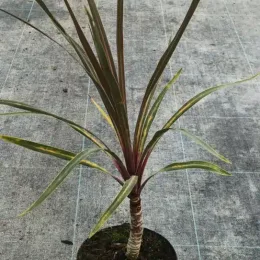 Cordyline 'Sundance' (Cordyline australis) — jeune sujet graphique en pot sur sol gris · Pot 2.5L