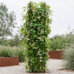 La drégée de chine (Wattakaka sinensis) — grande liane grimpante fleurie sur support vertical · Photo d'illustration