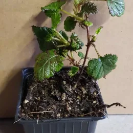 Framboisier rampant de taïwan 'Emerald carpet' (Rubus pentalobus) — jeune plant ramifié au feuillage denté · Godet