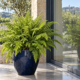 Polystic (Polystichum polyblepharum) — fougère verte en pot bleu vernissé sur terrasse · Photo d'illustration