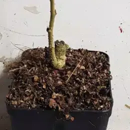 Arbre à soie à fleurs rouge 'Rouge selection' (Albizia) — jeune plant sans feuilles en pot plastique · Godet