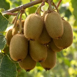 Kiwi 'hayward' 'Boskoop' (Actinidia deliciosa) — grappe de fruits ovales velus sur branche · Photo d'illustration