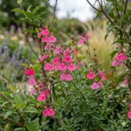 Sauge de gregg 'Mirage hot pink rose vif' (Salvia greggii) — touffe de petites fleurs roses au jardin