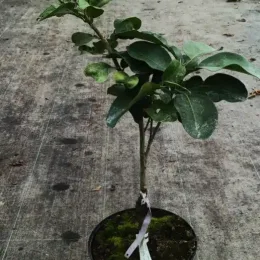 Pomelos 'Jaune' (Citrus paradisi) — jeune arbuste greffé en pot de pépinière · Pot 5L Tige