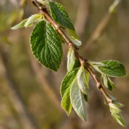 Saule 'Pendula' (Salix caprea) — gros plan sur jeunes feuilles du rameau