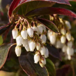 Leucothoé 'Twisting red' (Leucothoe walteri) — grappes de petites fleurs blanches pendantes