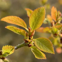 Cerisier à fleurs du japon nain 'Midori-zakura' (Prunus incisa) — jeunes feuilles dentelées aux teintes vert et orangé · Photo d'illustration