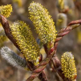 Saule à bois plat de sakhaline 'Sekka' (Salix udensis) — gros plan de chatons jaunes sur rameaux torsadés · Photo d'illustration