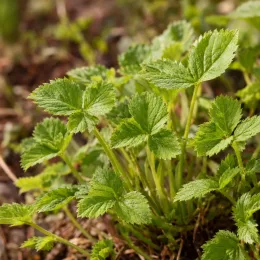 Framboisier nain arctique 'Marika' (Rubus arcticus) — touffe de jeunes feuilles dentées vertes · Photo d'illustration