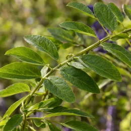 Glycine d'amérique 'Longwood purple' (Wisteria frutescens) — gros plan sur un rameau aux feuilles composées