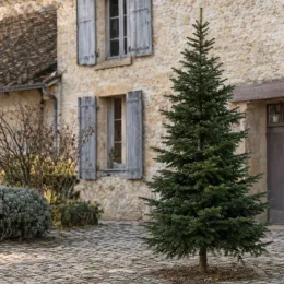Sapin de bornmuller (Abies bornmulleriana) — conifère isolé sur cour pavée devant maison · Photo d'illustration