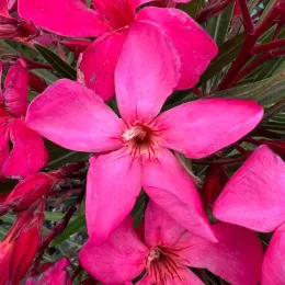 Laurier rose 'Papa Gambetta' (Nerium oleander) — gros plan sur grandes fleurs roses éclatantes