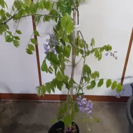 Glycine de Chine (Wisteria sinensis) — jeune grimpante en pot, grappes florales pendantes · Pot 3L