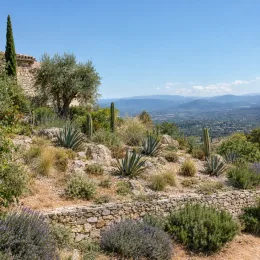 Agave (Agave kerchovei) — massif sec méditerranéen en restanques pierreuses
