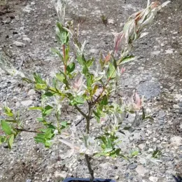 Saule crevette 'Hakuro nishiki' (Salix integra) — jeune arbuste panaché en pot sur gravier · Godet