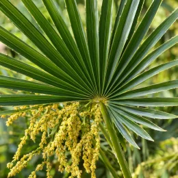 Chamaerops (Chamaerops excelsa) — grand feuillage palmiforme avec grappes de fleurs jaunes · Photo d'illustration