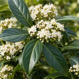 Viorne de david 'Yin' (Viburnum davidii) — grappes de petites fleurs blanches et feuillage luisant