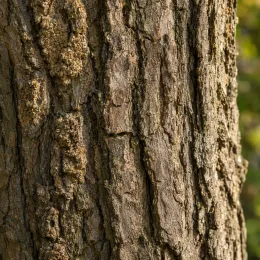Noyer hybride 'Ng23 lataule' (Juglans nigra) — gros plan sur écorce rugueuse d’arbre